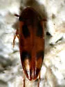 Orchesia ornata - photo 4