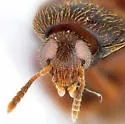 Orchesia ovata