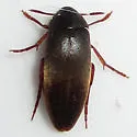 Orchesia ovata - photo 2