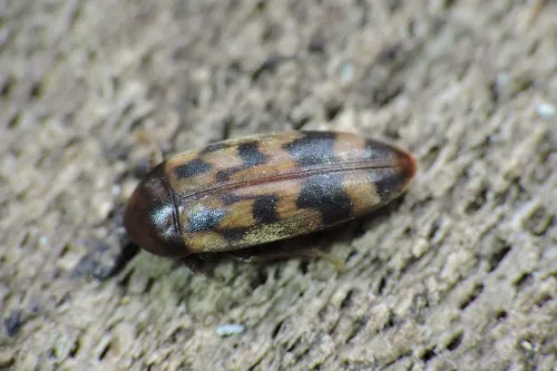 Orchesia undulata