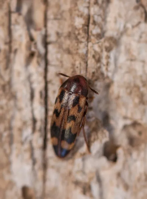 Orchesia undulata - photo 2