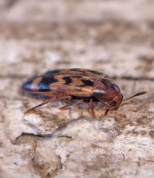 Orchesia undulata - photo 3
