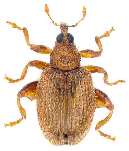 Orchestes betuleti
