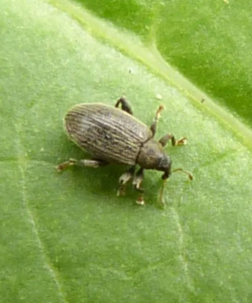 Orchestes fagi