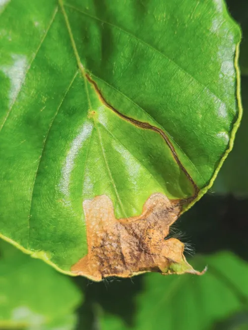 Orchestes fagi - photo 3