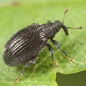 Orchestes mixtus