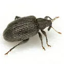 Orchestes mixtus - photo 2