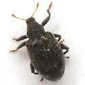 Orchestes mixtus - photo 3
