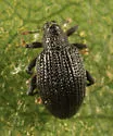 Apple Flea Weevil