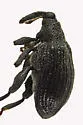 Apple Flea Weevil - photo 2