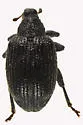 Apple Flea Weevil - photo 3