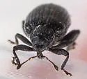 Apple Flea Weevil - photo 4