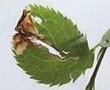 Apple Flea Weevil - photo 5