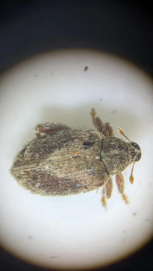 Orchestes quercus - photo 2