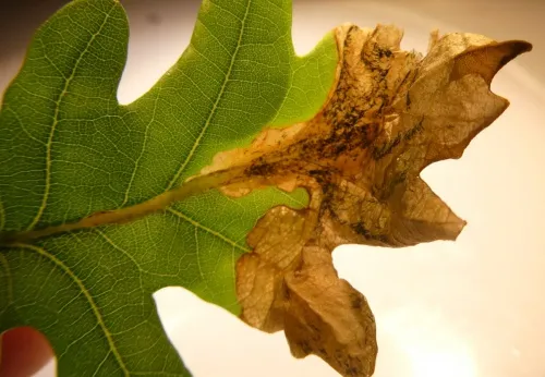 Orchestes quercus - photo 4