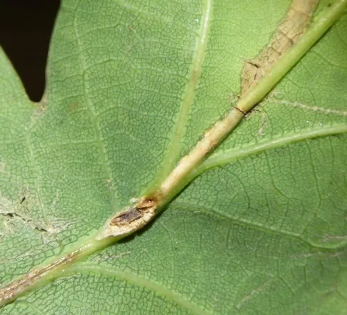 Orchestes quercus - photo 5