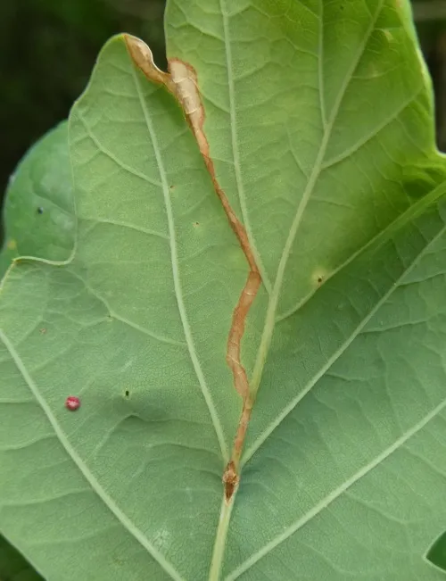 Orchestes quercus - photo 8