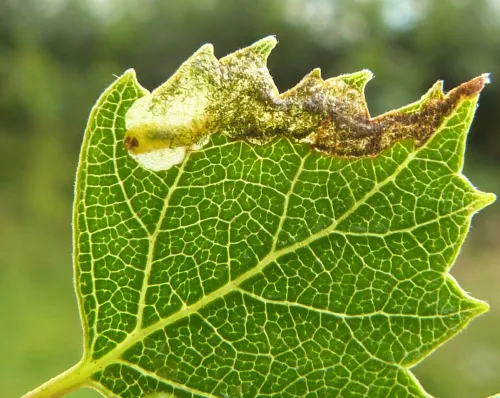 Orchestes rusci - photo 2