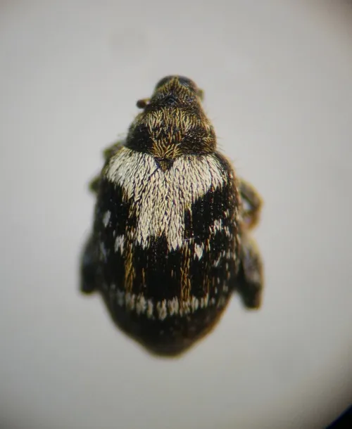 Orchestes hortorum
