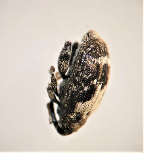 Orchestes hortorum - photo 7