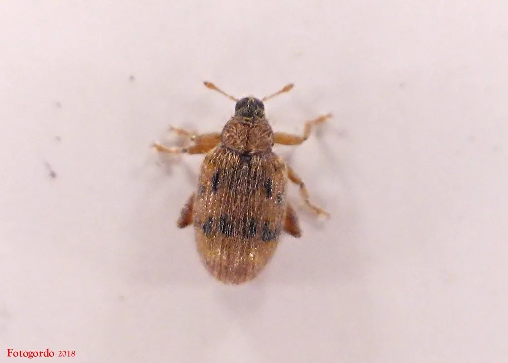 European Elm Flea Weevil - photo 2