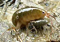 Orchestia grillus