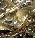 Orchestia grillus - photo 2
