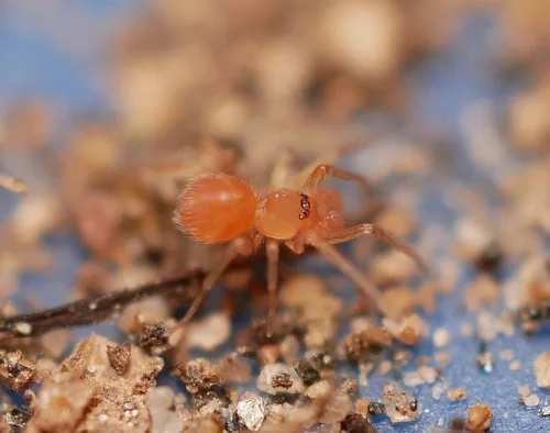 Orchestina quasimodo