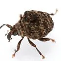 Orchestomerus whiteheadi