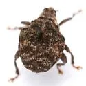 Orchestomerus whiteheadi - photo 2