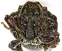 Orchestomerus whiteheadi - photo 4