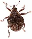 Orchestomerus whiteheadi - photo 5