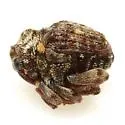 Orchestomerus wickhami