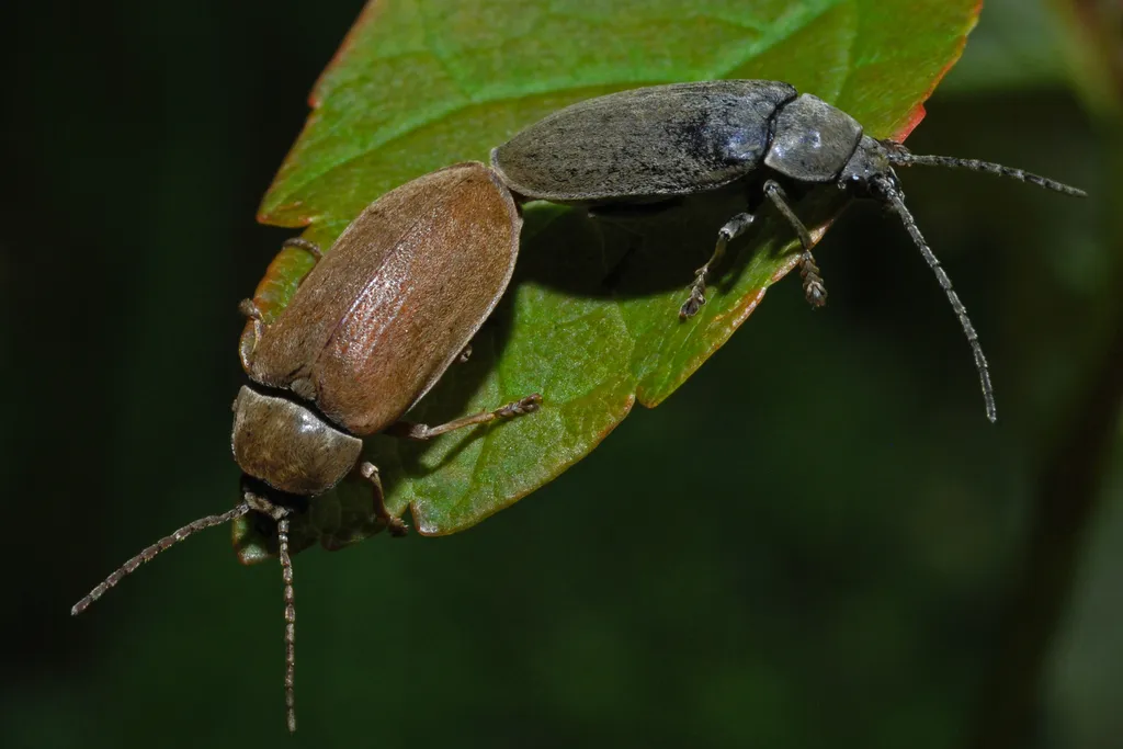 Orchid Beetle - photo 2