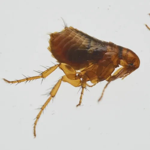 Squirrel Flea