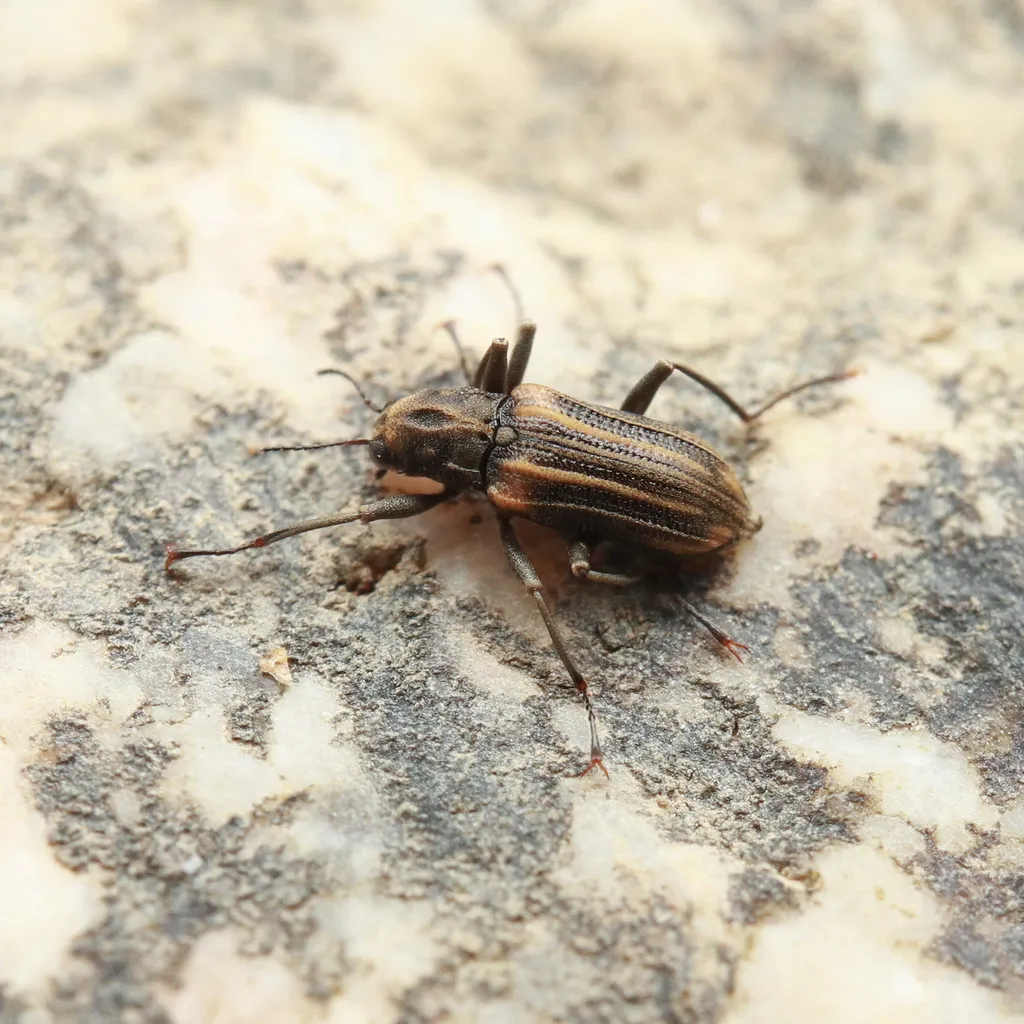 Ordobrevia foveicollis - photo 2