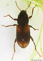 Ordobrevia nubifera