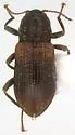 Ordobrevia nubifera - photo 2