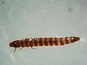 Ordobrevia nubifera - photo 3