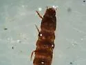 Ordobrevia nubifera - photo 5