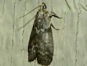 Oreana unicolorella - Hodges#5767 - photo 2