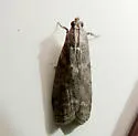 Oreana unicolorella - Hodges#5767 - photo 4
