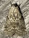 Oreana unicolorella - Hodges#5767 - photo 5