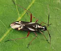 Orectoderus obliquus