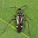 Orectoderus obliquus - photo 2