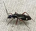 Orectoderus obliquus - photo 3