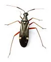 Orectoderus obliquus - photo 4