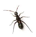Orectoderus obliquus - photo 5
