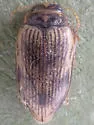 Oreodytes alaskanus - photo 2