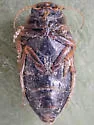 Oreodytes alaskanus - photo 4